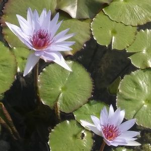 Meet your Posher, Ellen